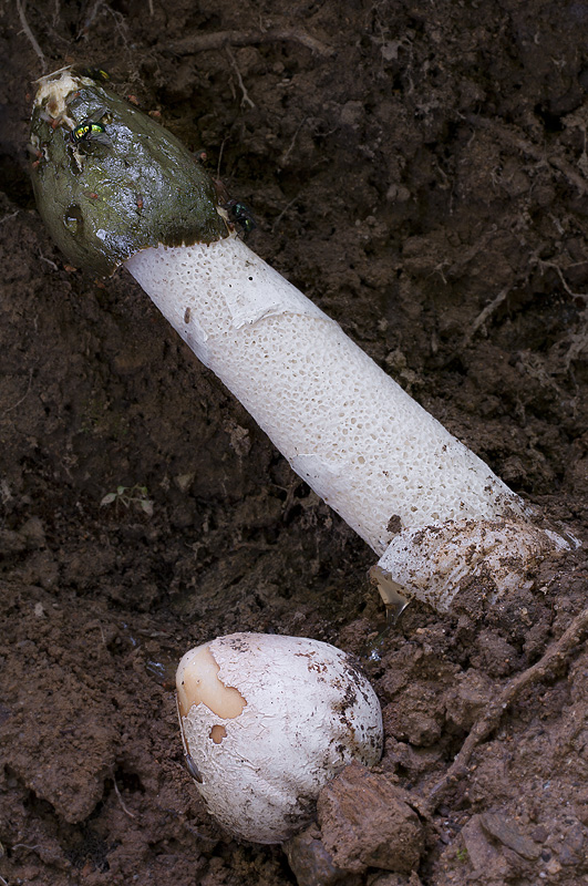 Phallus impudicus